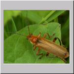 Cantharis livida - Weichkkaefer 02.jpg